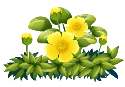 Yellow Flower